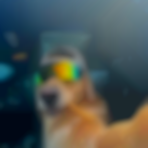 Perfil
