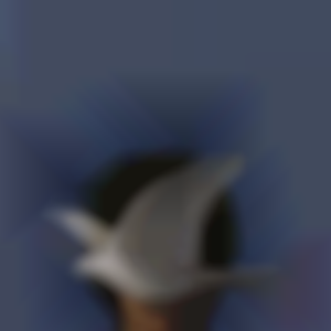 Perfil